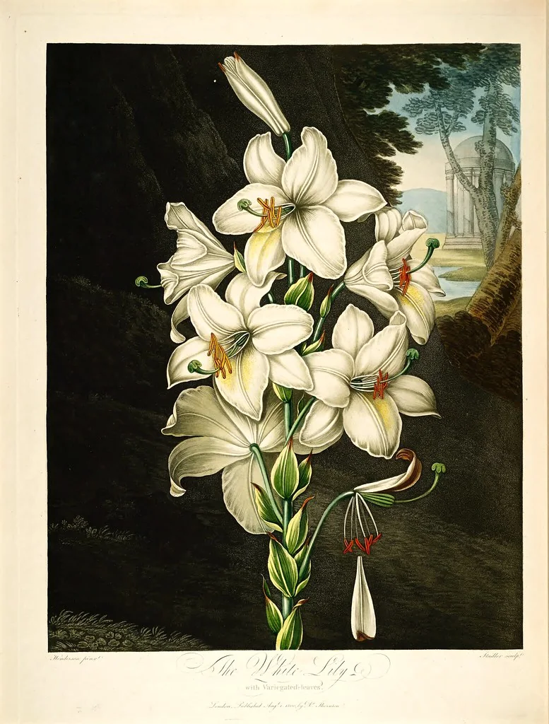 Lámina botánica de un lirio blanco, grabado coloreado de 1800